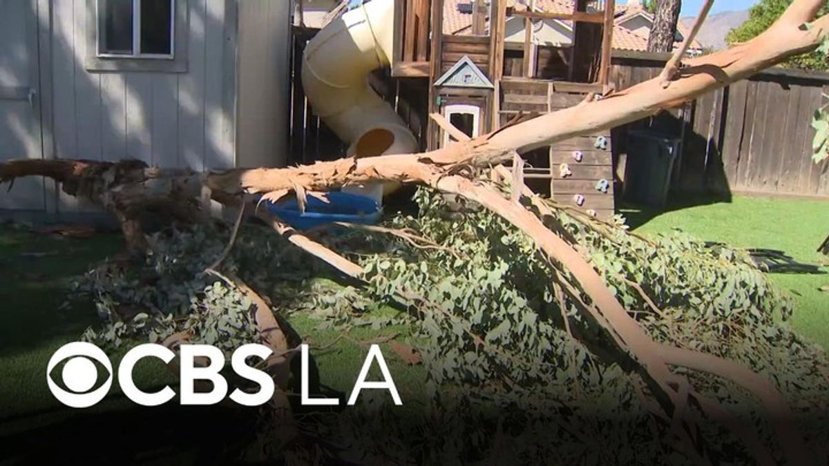 Fallen tree branch nearly crushes San Jacinto man to death | Haystack News