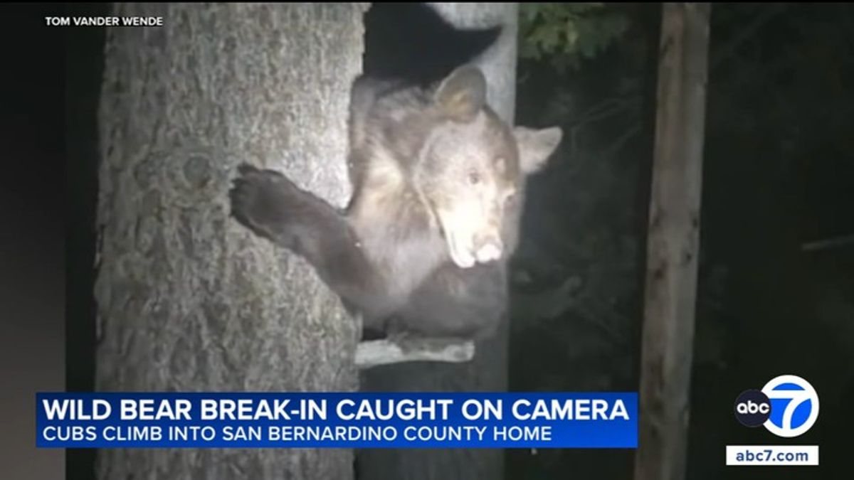 Bear cubs climb trees, break into San Bernardino County home in wild ...