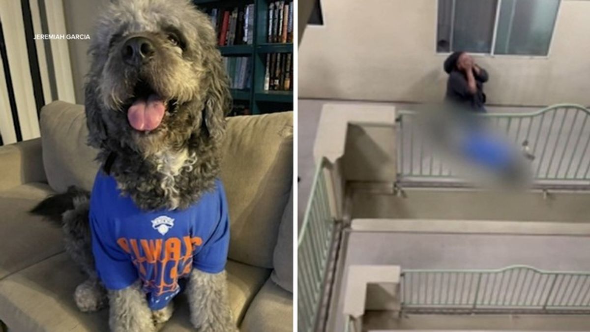 Family dog shot and killed by LAPD during Knicks celebration at