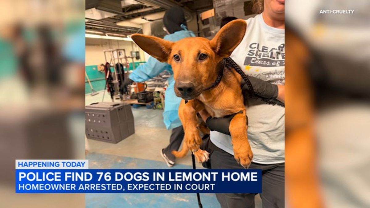 Man accused of keeping 76 dogs in Lemont home released pretrial on ...