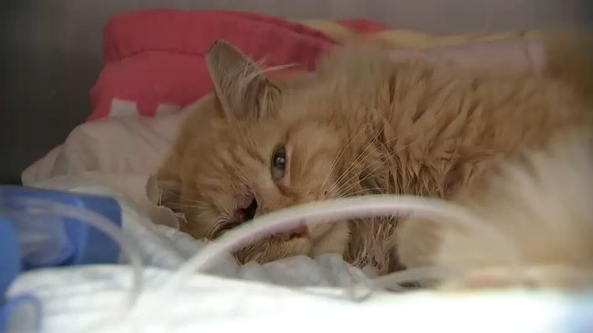 Cat recovering after doctors say it may have been stuck for over a week ...