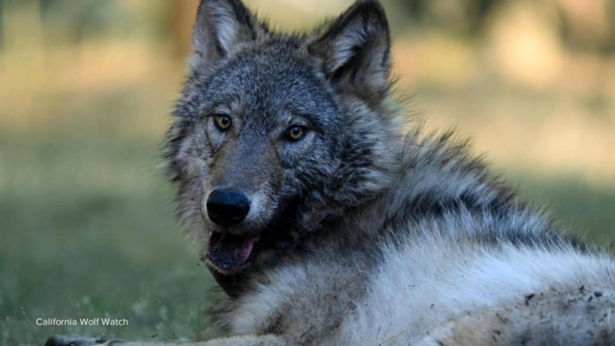 First gray wolf in Sequoia National Park spotted after more than 100 ...