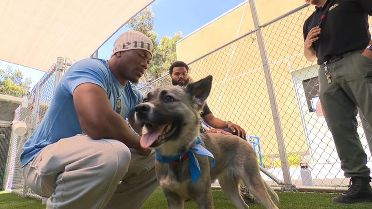 Inside the LA Chargers Pup program | Haystack News