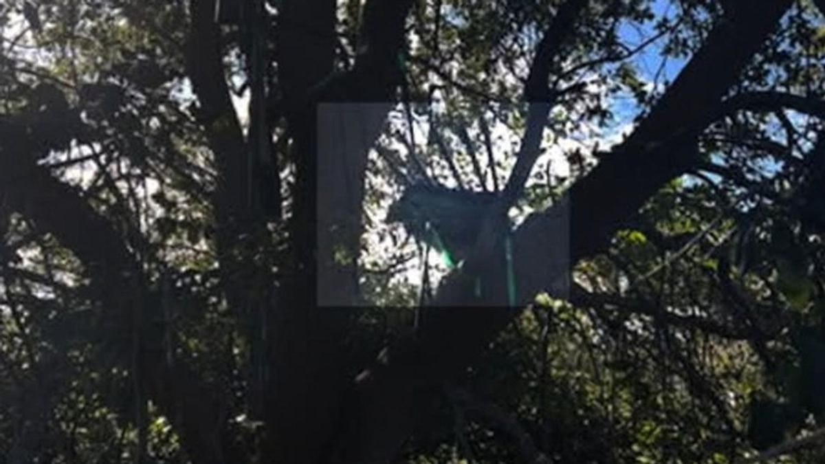 Hunting stand discovered near Air Force One | Haystack News