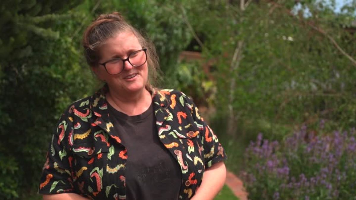 Caper white butterflies flock to Adelaide to escape Central Australian ...
