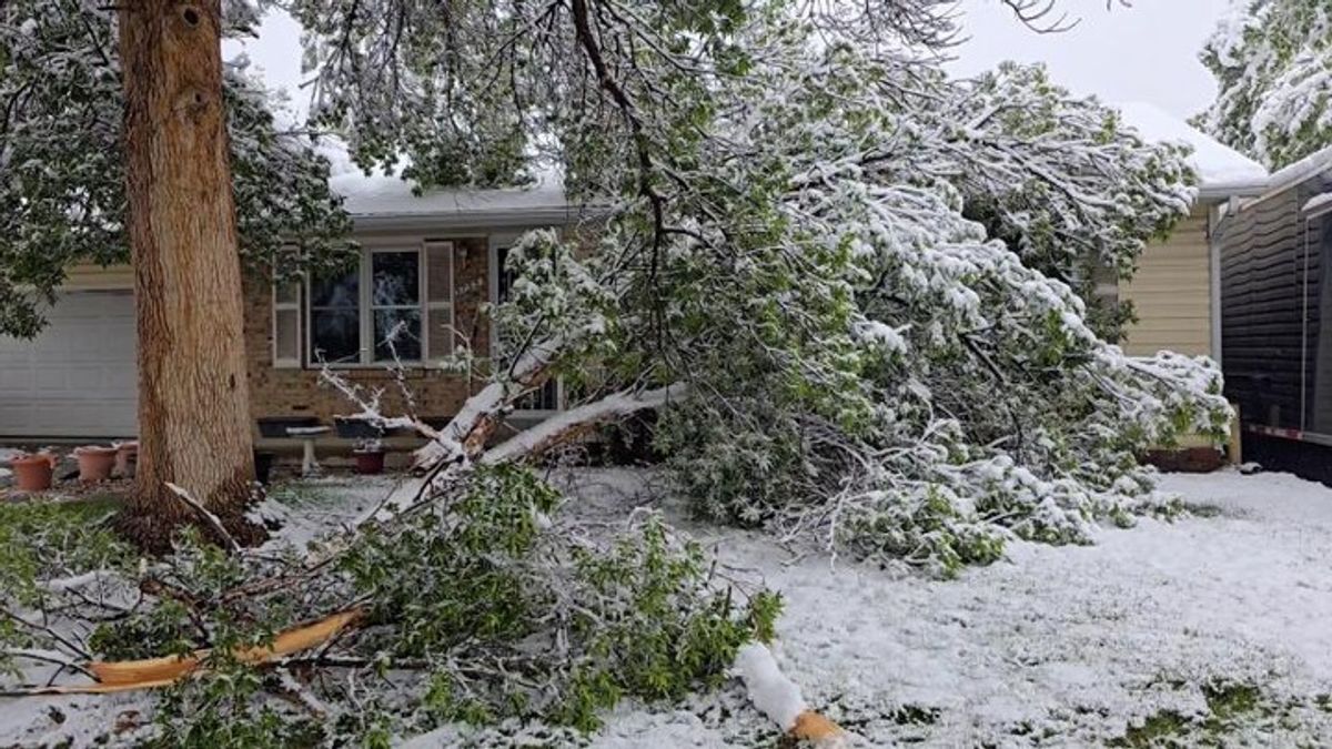 Largest May snowstorm in decades causes widespread tree damage in ...