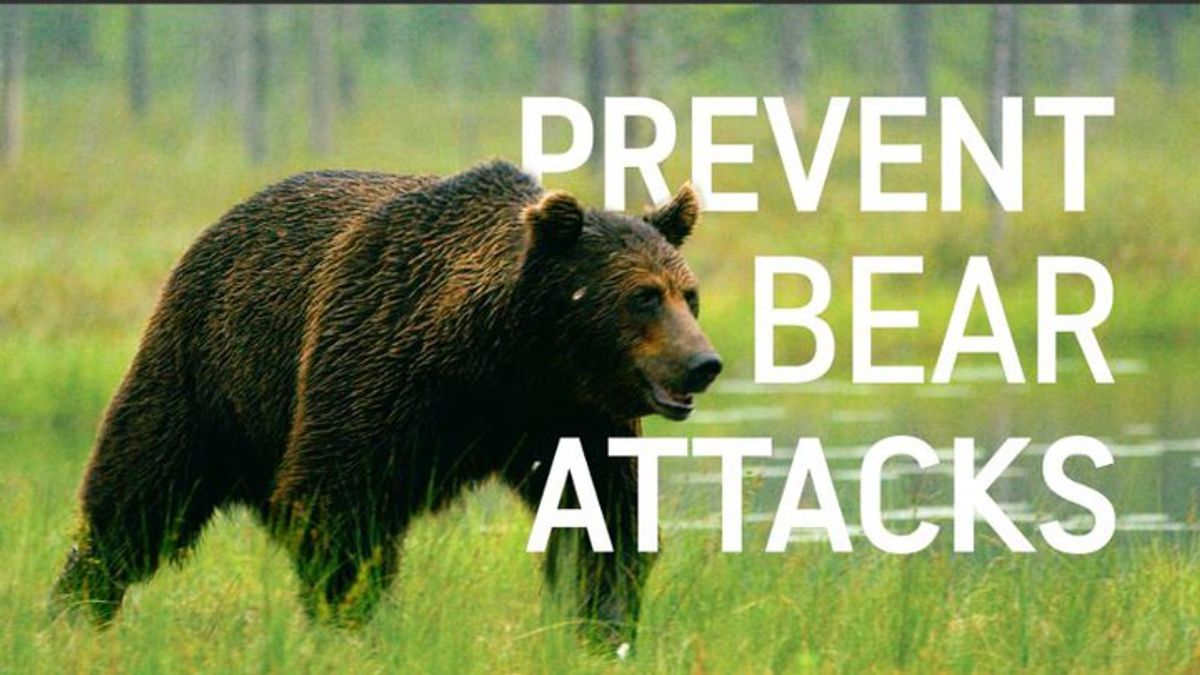 How to prevent bear encounters and attacks | Haystack News