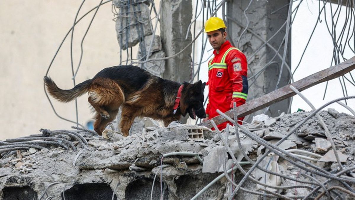 Iran’s brave rescue dogs hailed as heroes amid US–Israeli strikes ...