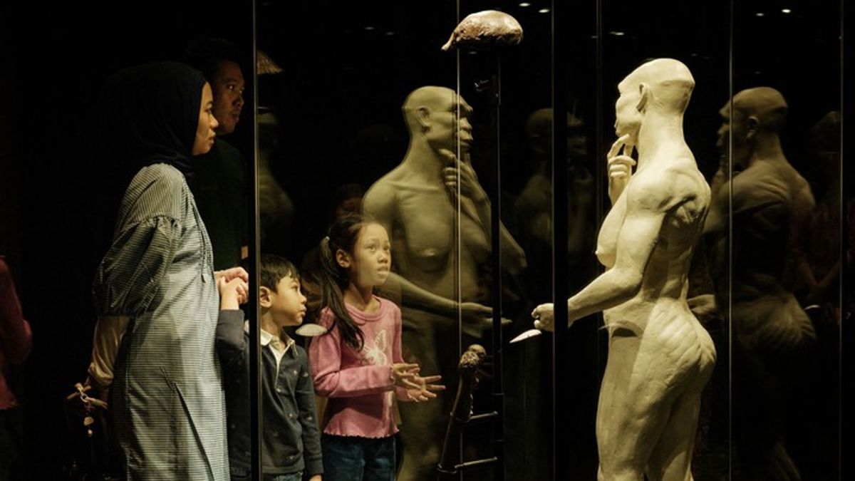Indonesia welcomes return of ‘Java Man’, first fossil evidence of Homo ...