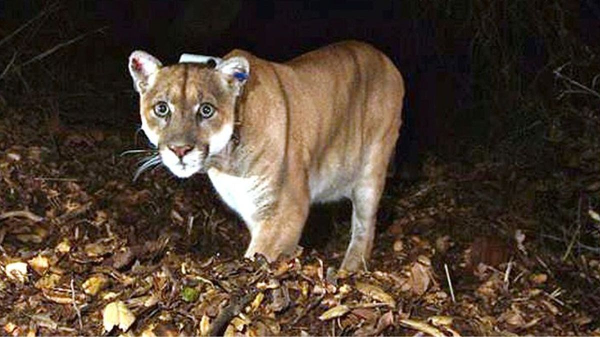 Rewilding Argentina: Can ecotourism save Patagonia's pumas from ...