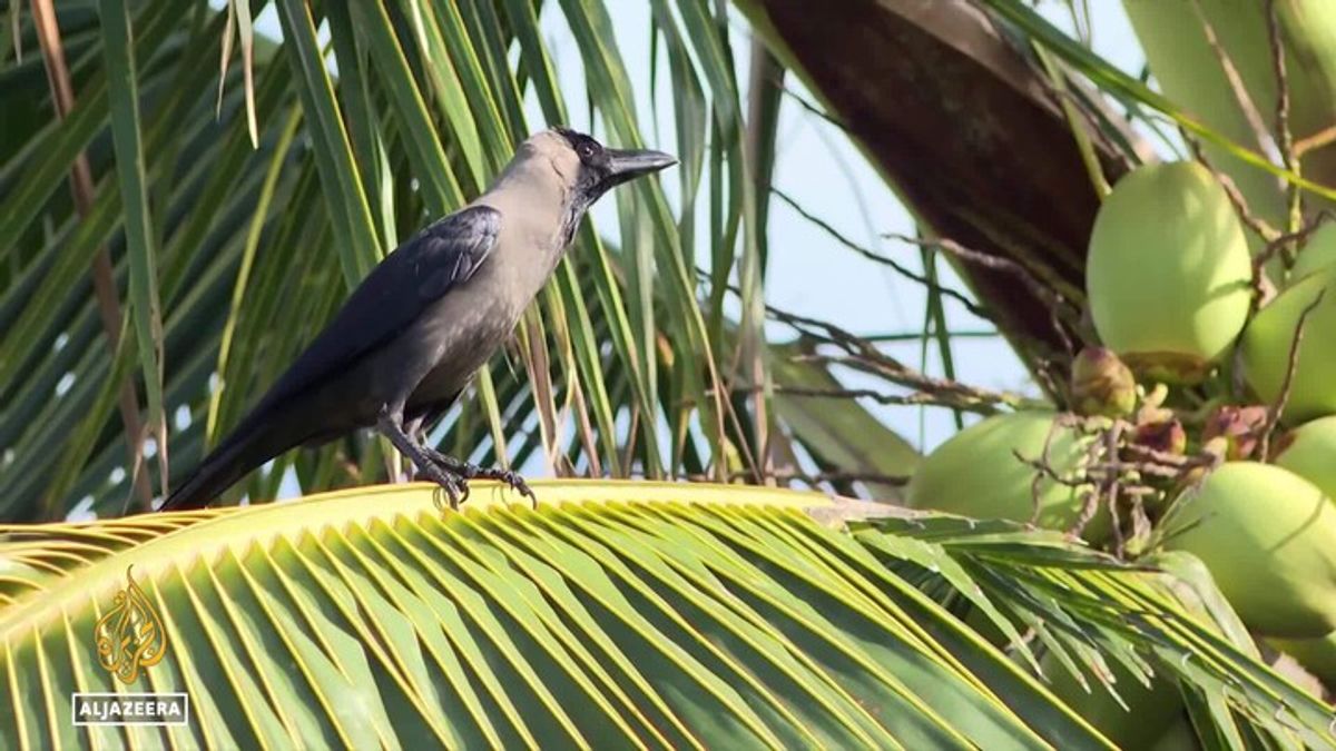 Kenya’s invasive crows: Measures taken to stop birds destroying ...