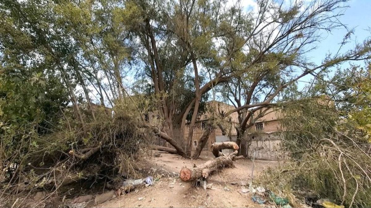Yemen's ancient Sidr tree: A symbol of heritage, honey and resilience ...