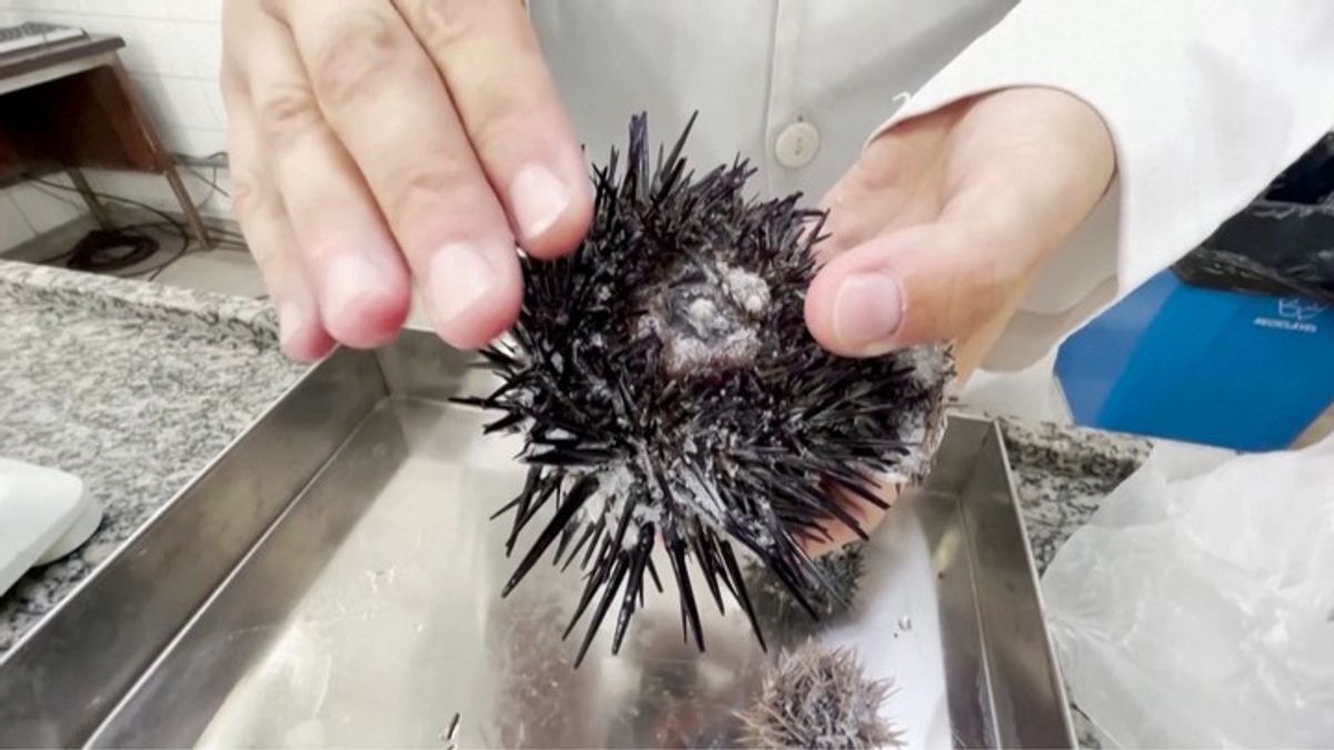Microplastics Reach Even the Cleanest Ocean Areas, Biologists Alarmed ...