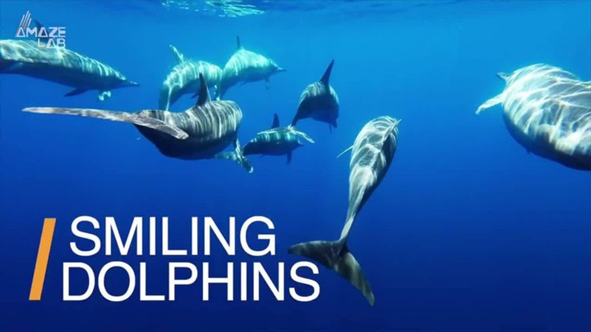 Dolphins' smiles start play, study finds grins are contagious ...