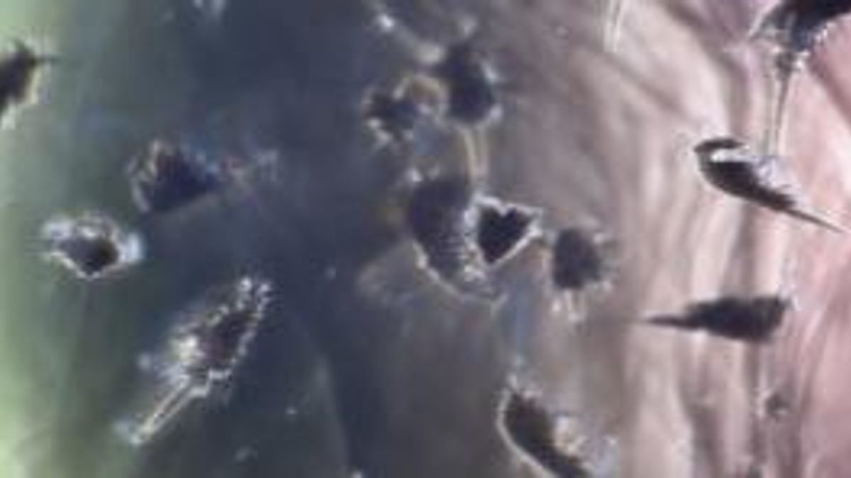 Small Insects Can Create Ocean Currents | Haystack News