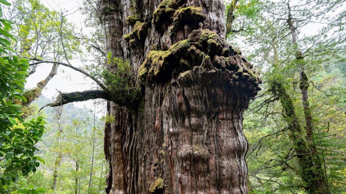 Chile Cypress Could Be World's Oldest Tree | Haystack News