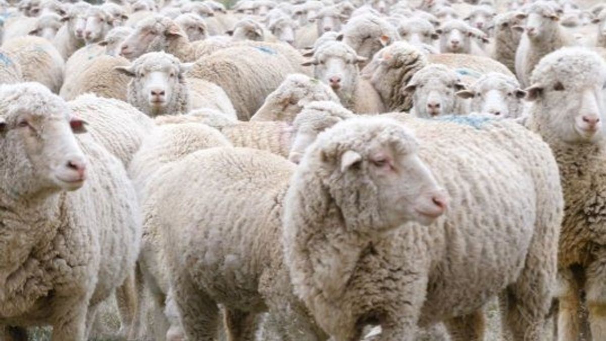 Can Animals Predict Earthquakes? Some Scientists Think So | Haystack News