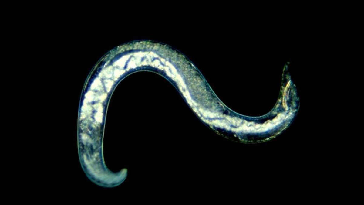 Ancient Nematode Revived After Millennia in Thawed Permafrost ...