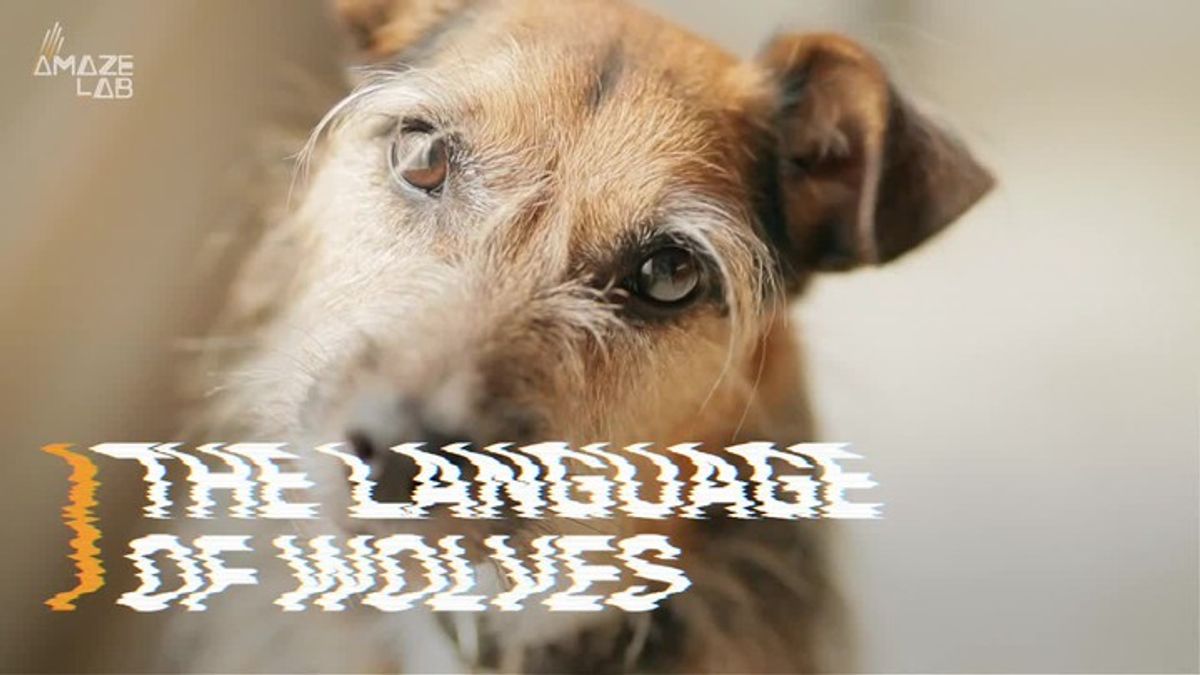 The Science Behind Dogs Who Love to Howl | Haystack News