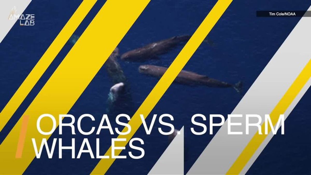 A closer look: Sperm whales use poop against orcas | Haystack News