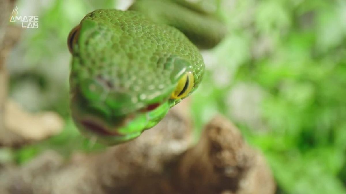 Snakes’ “Invisible” Ears Play a Bigger Role in Their Survival Than You ...