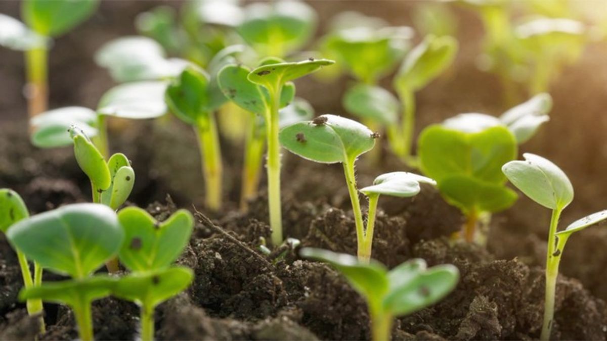 What Would Be the First Crops We Would Plant on Mars? | Haystack News