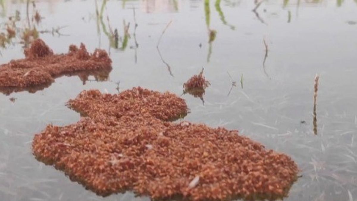 A Closer Look at Fire Ant Rafts Surviving Floodwaters | Haystack News