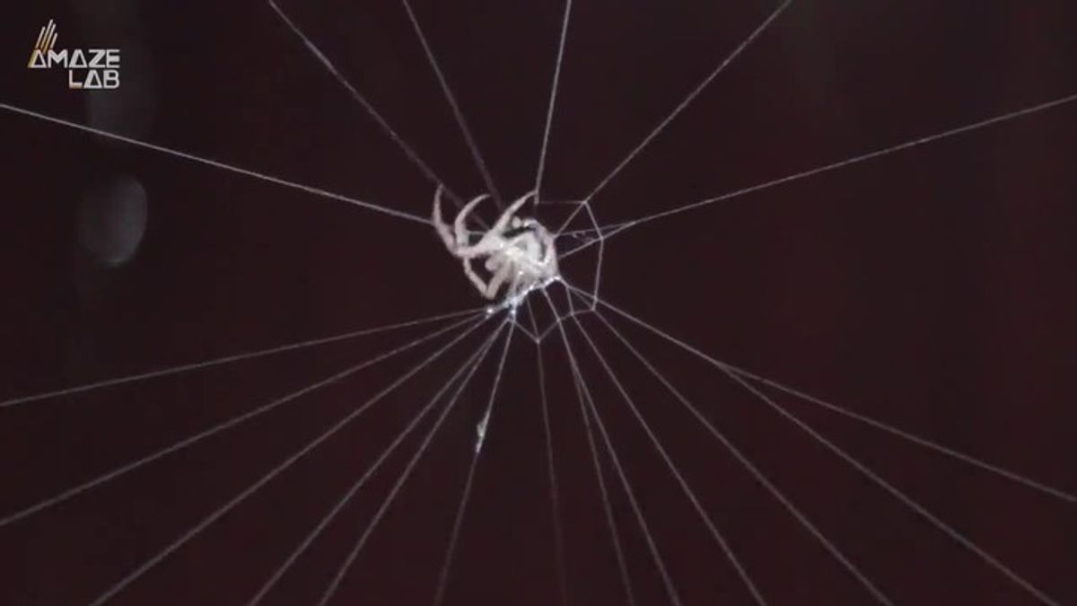 Spiders Have a Little-Known Ability That Seriously Freaks People Out ...