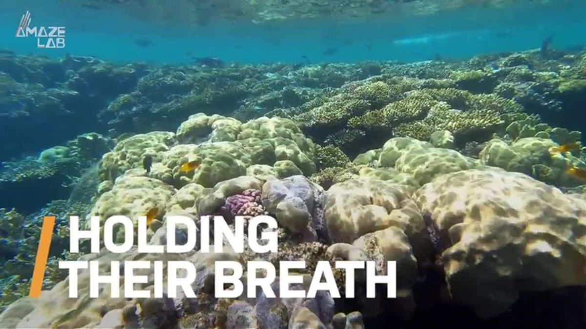 New Research Reveals Certain Sharks Stop Breathing to Catch Prey ...