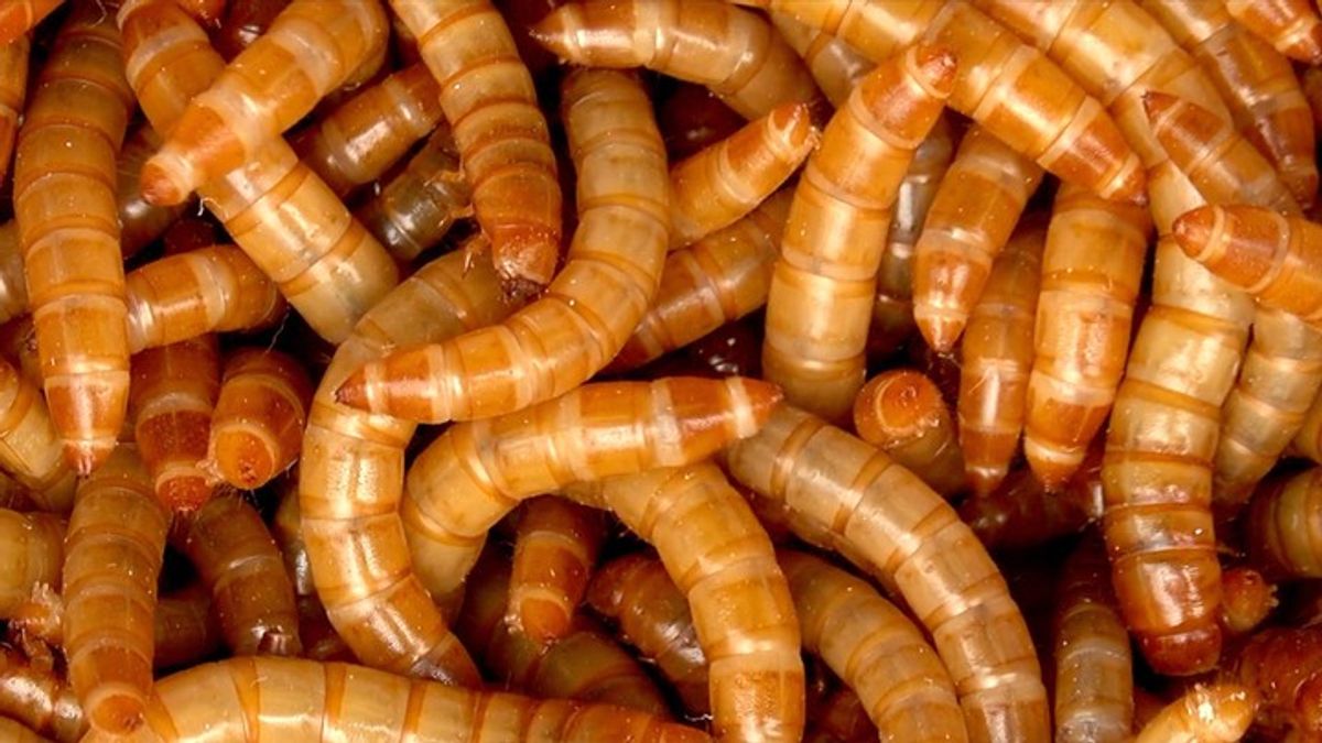 Mealworms Break Down Polystyrene: Insects That Eat Plastic | Haystack News