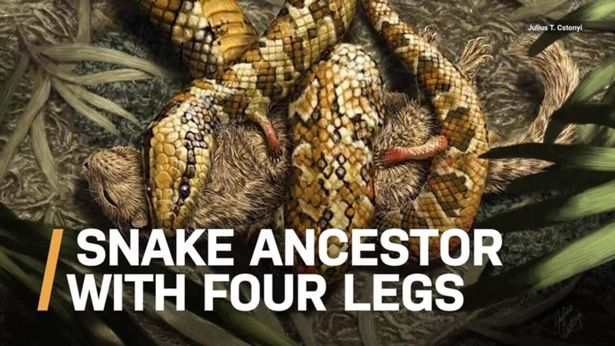 A closer look at Tetrapodophis, the four-legged hugging snake ...