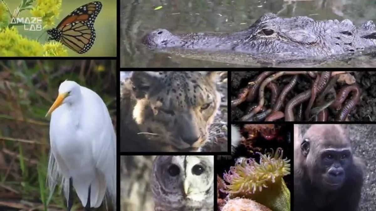 The Science Behind How Animals Develop Their Distinctive Patterns ...