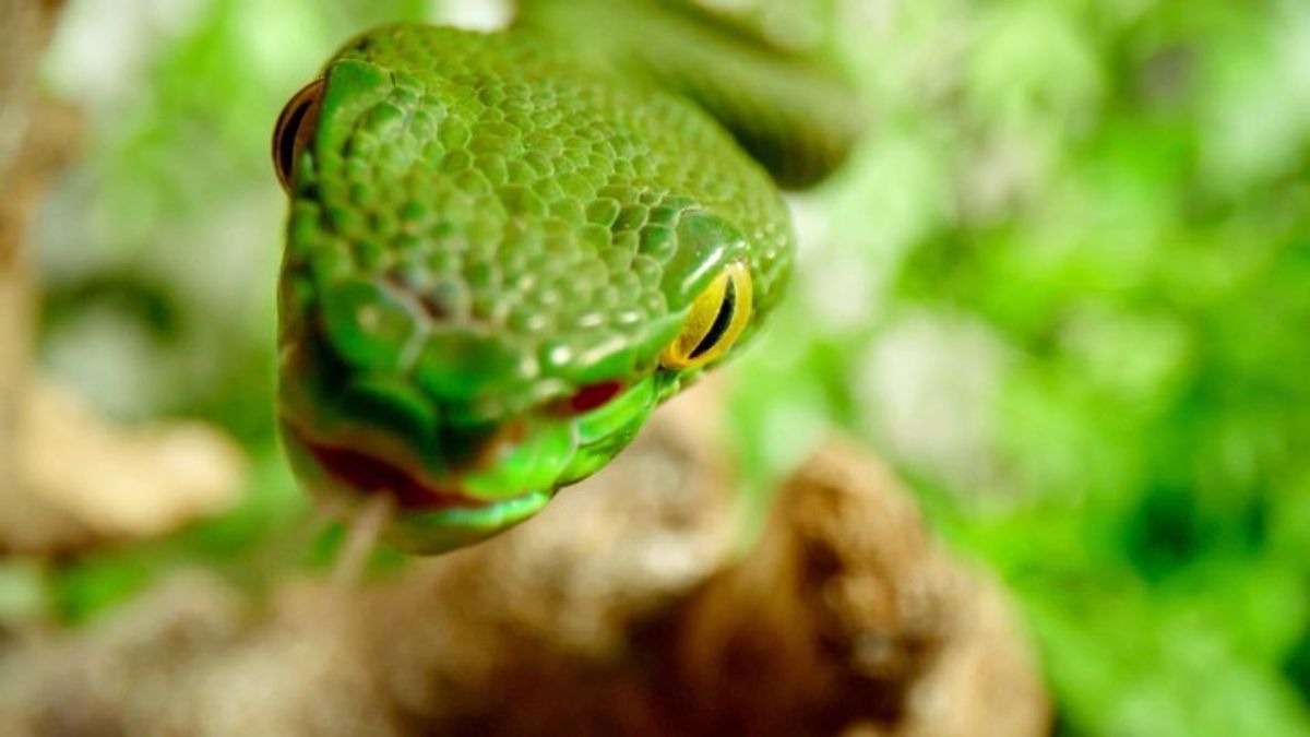 Snakes Ears Are Invisible! Why That Is Critical For Their Survival ...