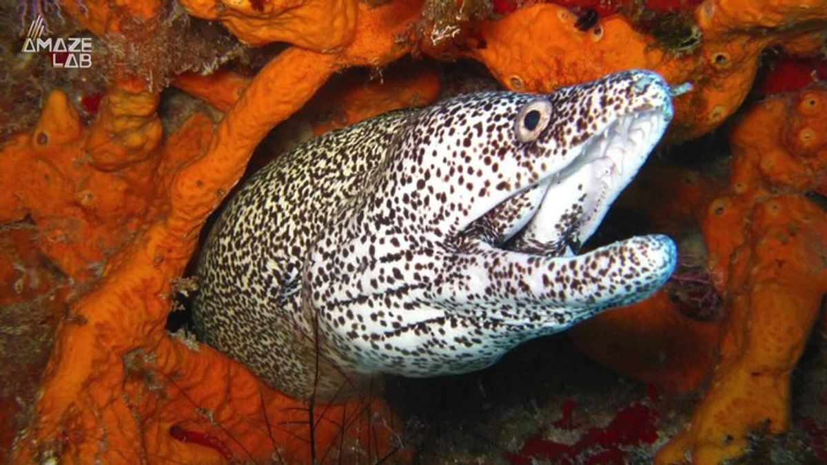 X-Ray Footage Captures a Baby Eel Escaping a Fish’s Stomach Through Its ...