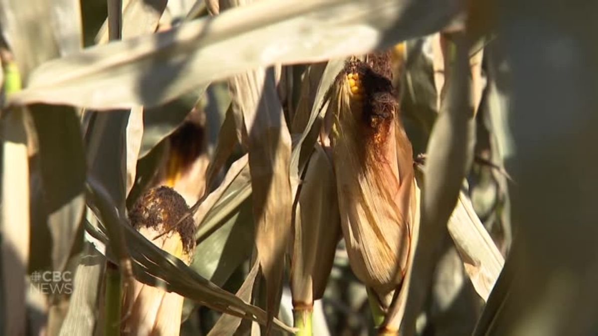 Friendly farmer competition in the Maritimes helps grow grain yields ...