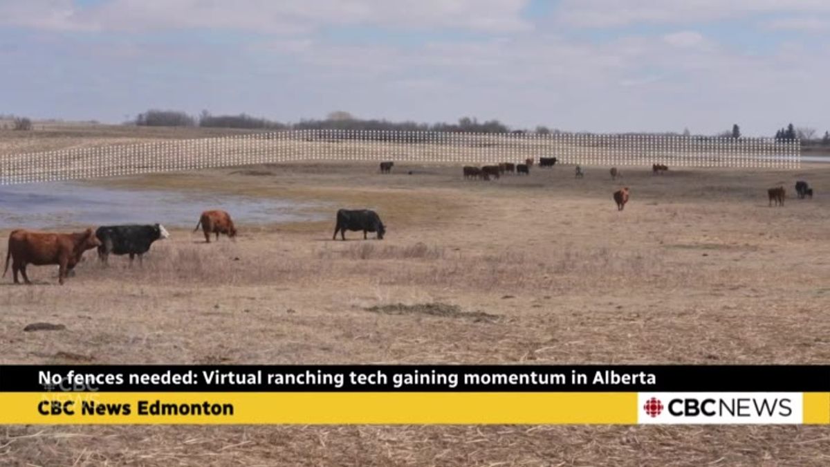 No fences needed: Virtual ranching tech gaining momentum in Alberta ...