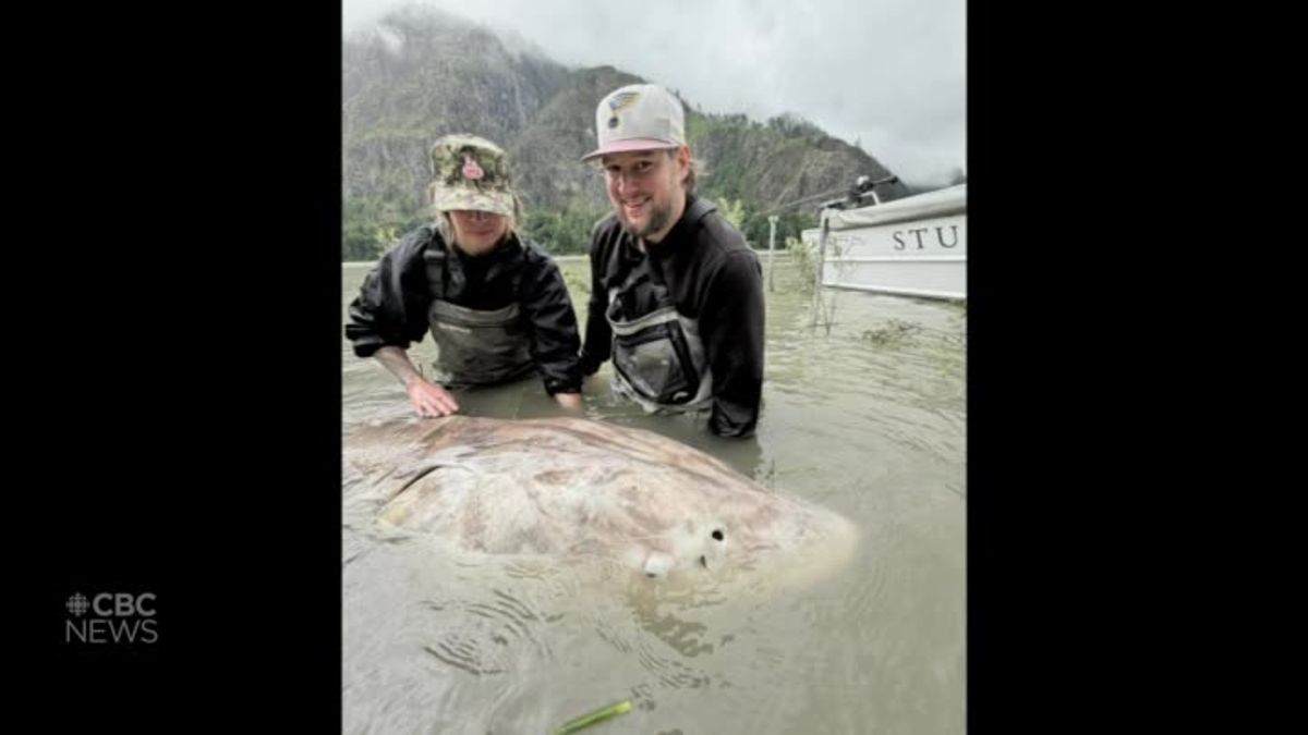 'Still in shock': Female angler catches monster sturgeon in B.C. | The ...