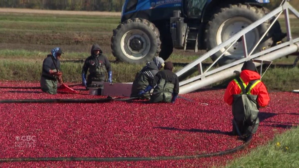 Inside a Quebec cranberry bog | Haystack News
