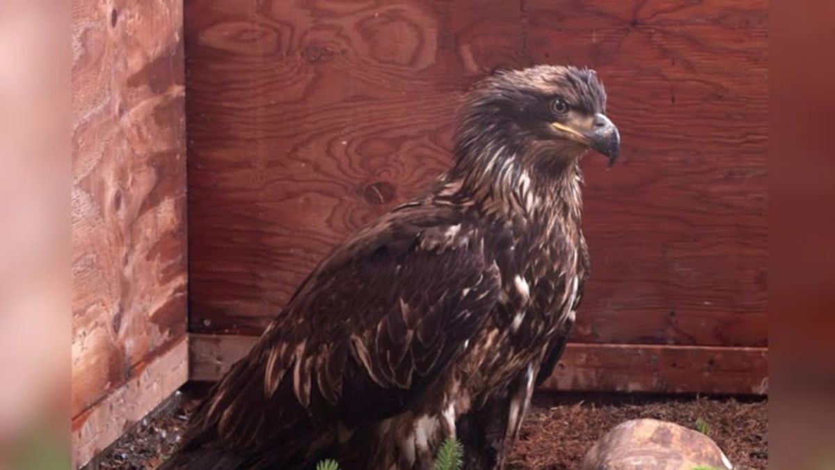 Bald eagle that survived lead poisoning flies again | Haystack News