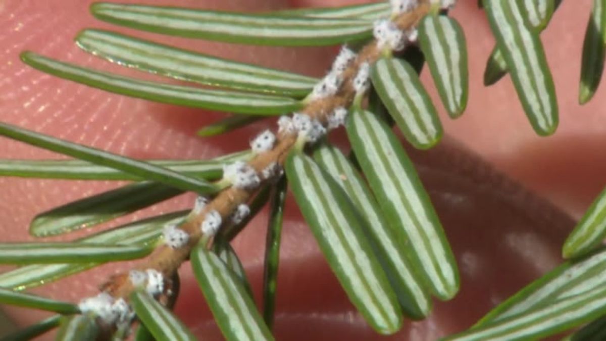 Biocontrol facility takes aim at invasive insect threatening forest ...