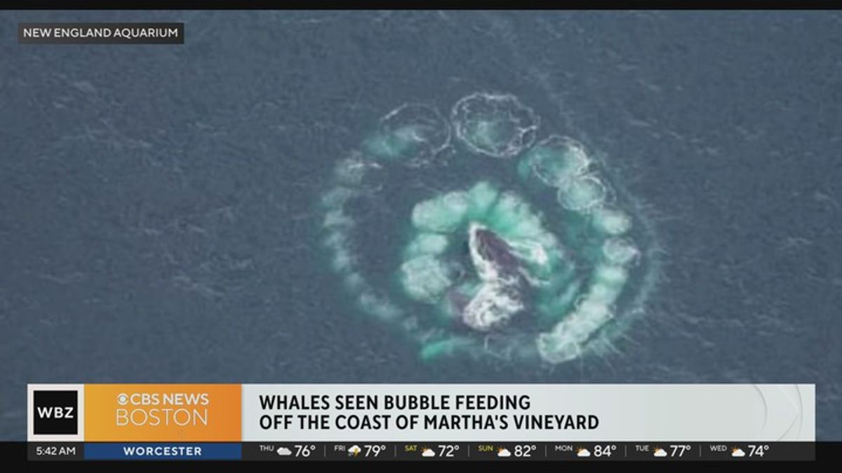 Humpback whales seen bubble feeding off Martha's Vineyard | Haystack News