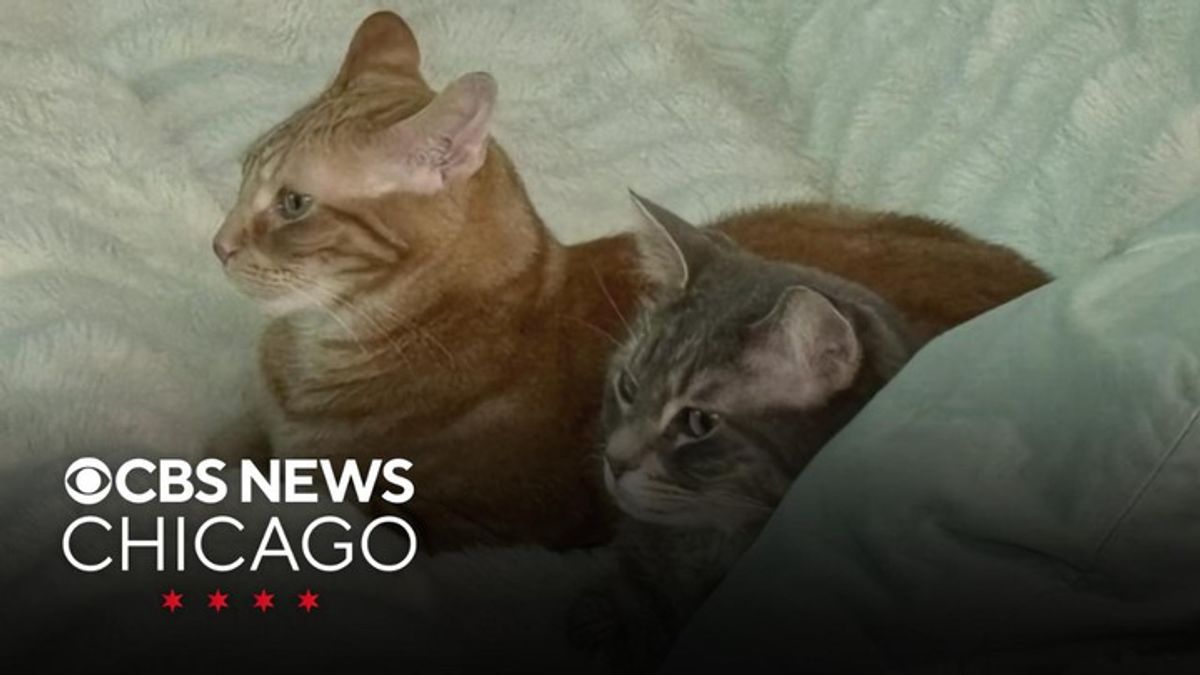 Suzanne’s 2 cats watch TV, Valentine’s Day lights in Chicago | Haystack ...