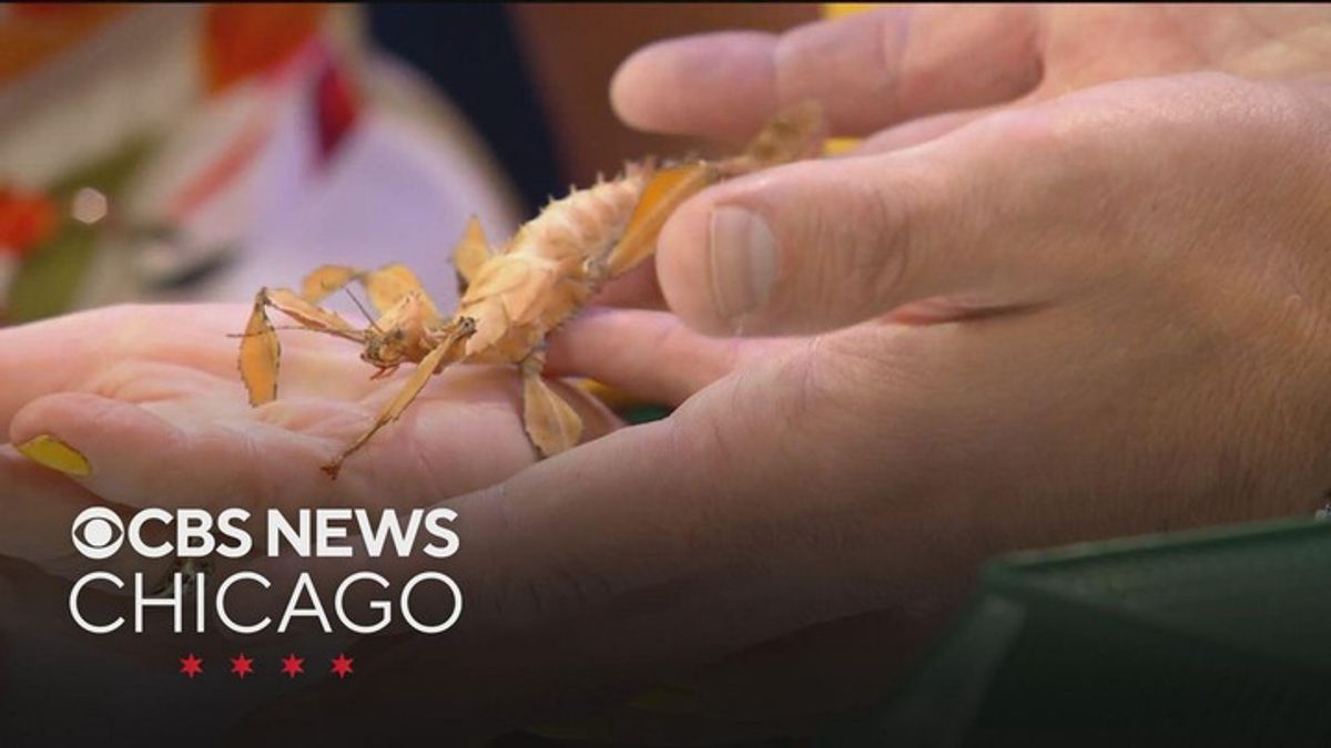 Incredible insects at the Butterfly House at Navy Pier | Haystack News