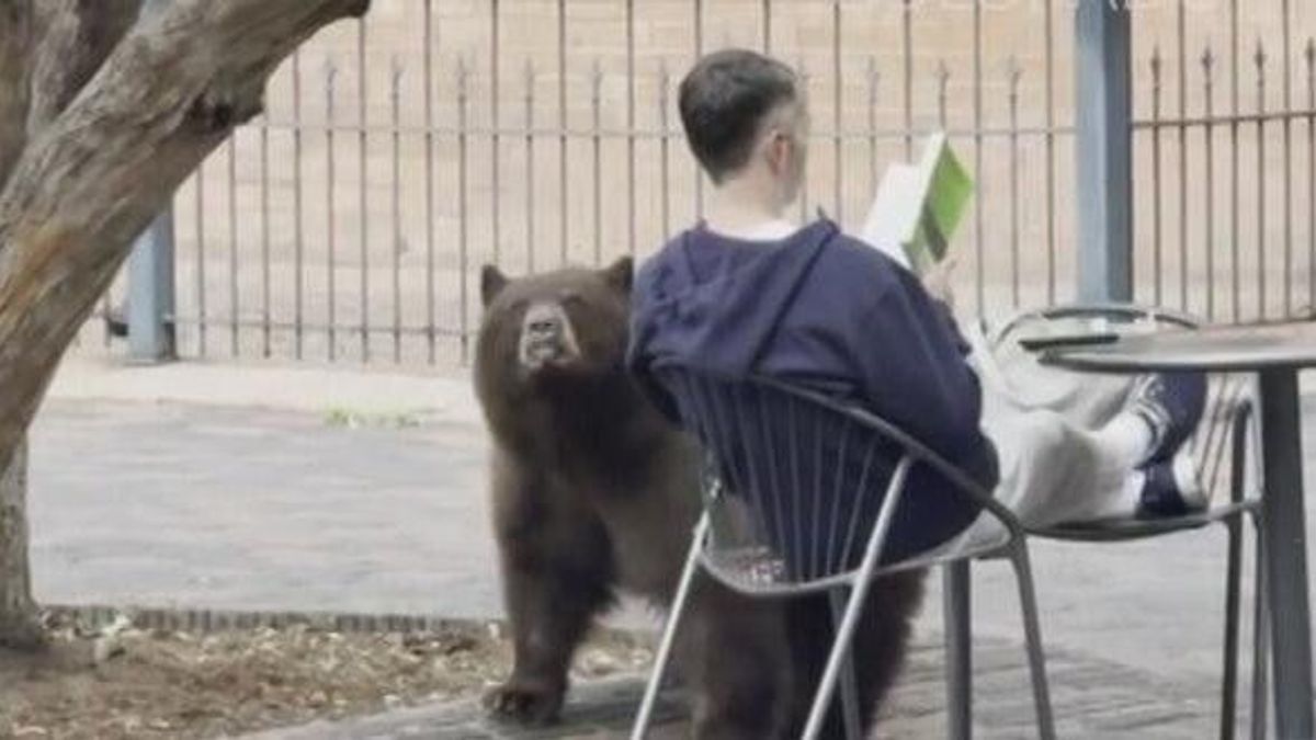 Bear sniffs man reading book in Aspen | Haystack News
