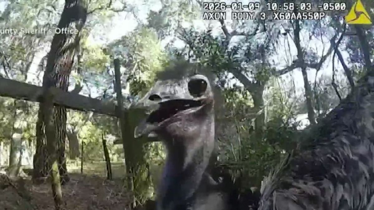 Viral bodycam video captures Florida deputy wrangling runaway emu ...