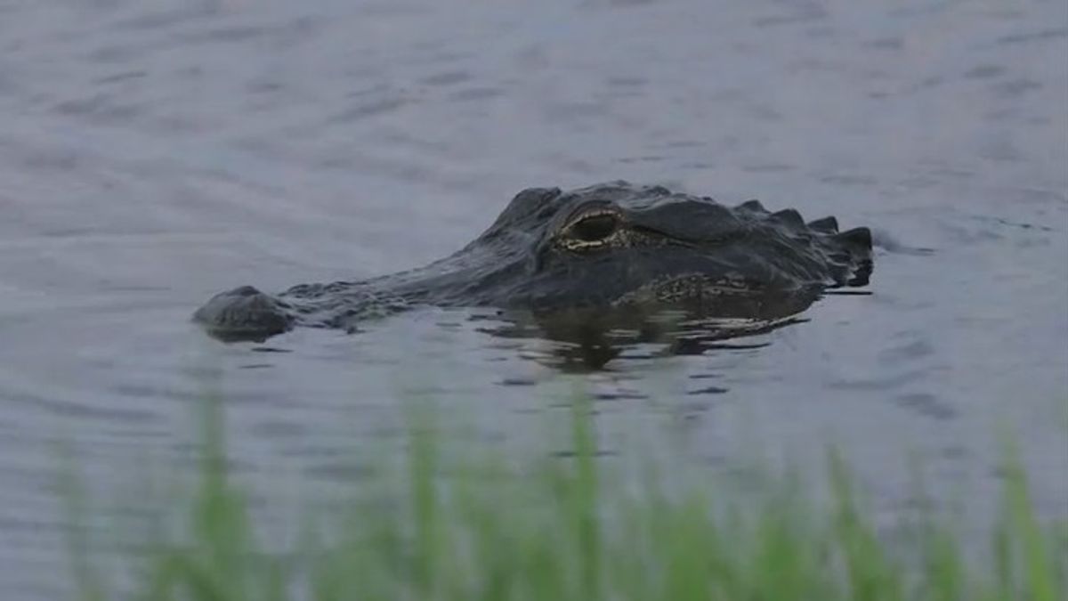 Concerns grow after woman gets killed by alligator in Florida ...