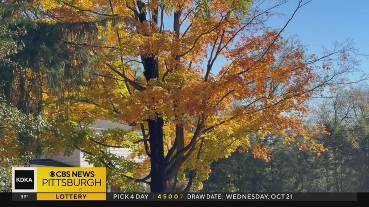 How to keep your lawn healthy amid the falling leaves of autumn ...