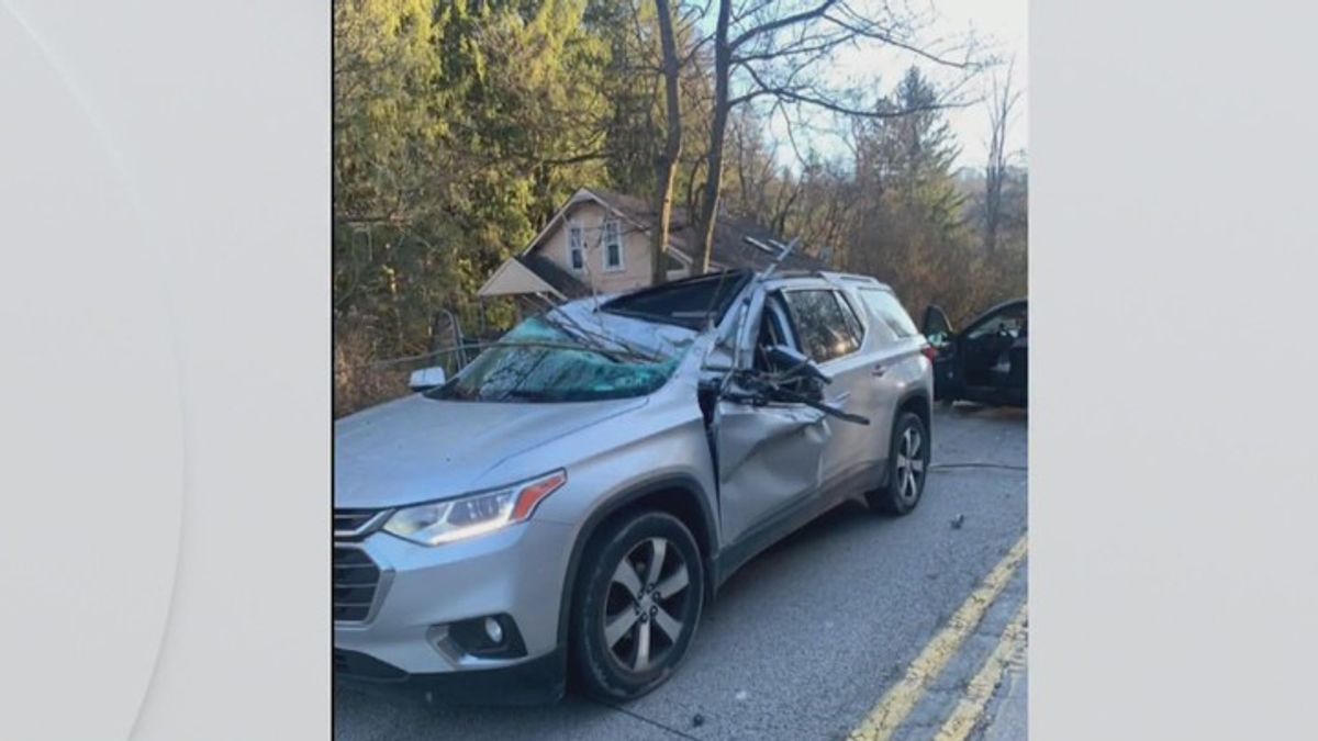 Woman killed after tree falls on car in Pennsylvania | Haystack News