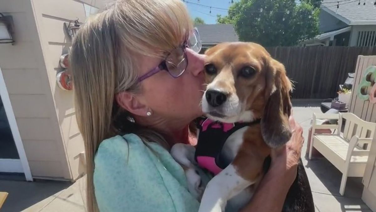 Sacramento woman to head to Wisconsin to rescue beagles from breeding ...