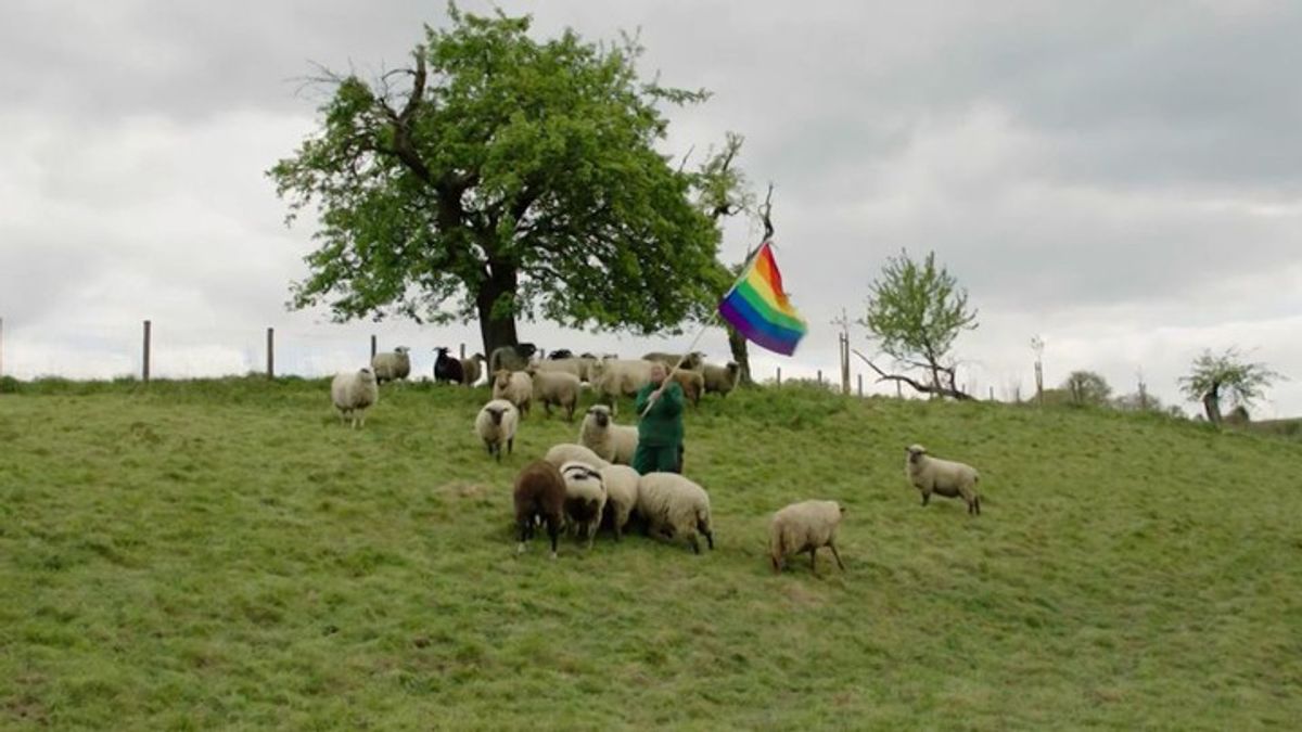 Meet the first flock of gay sheep | Haystack News